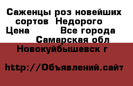 Саженцы роз новейших сортов. Недорого. › Цена ­ 350 - Все города  »    . Самарская обл.,Новокуйбышевск г.